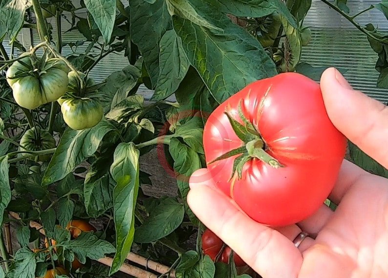 Brandywine Sudduth Strain DER TOMATENFLÜSTERER
