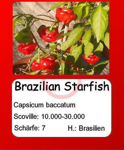 Brazilian Starfish DER TOMATENFLÜSTERER