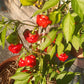 Brazilian Starfish DER TOMATENFLÜSTERER