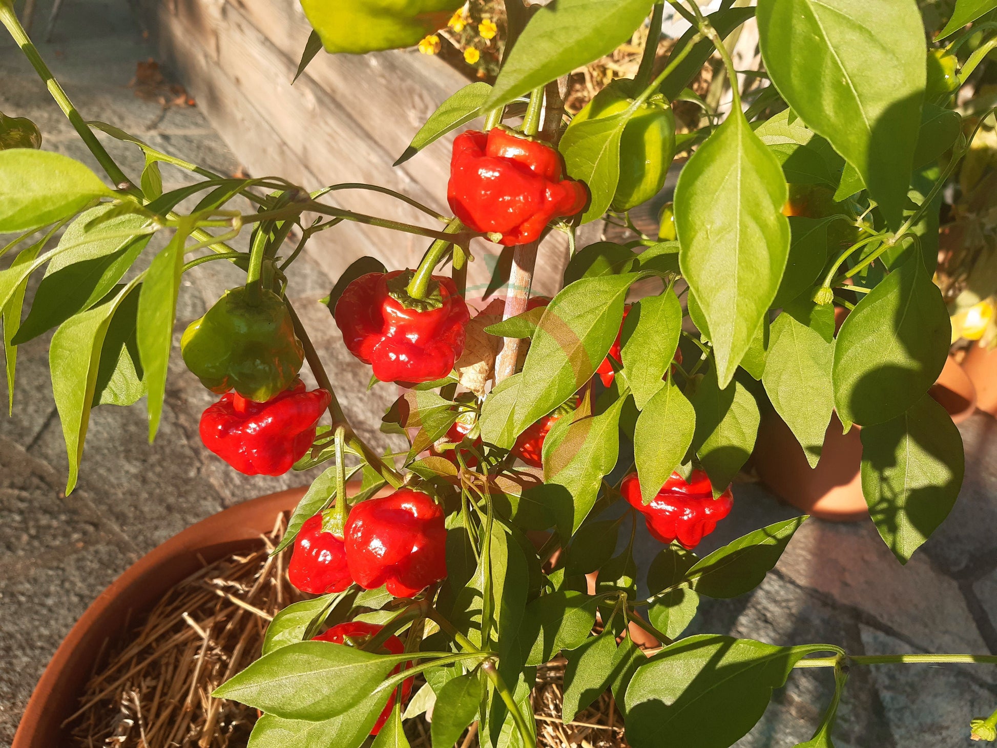 Brazilian Starfish DER TOMATENFLÜSTERER