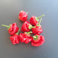 Brazilian Starfish DER TOMATENFLÜSTERER
