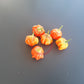 Brazilian Starfish Orange DER TOMATENFLÜSTERER
