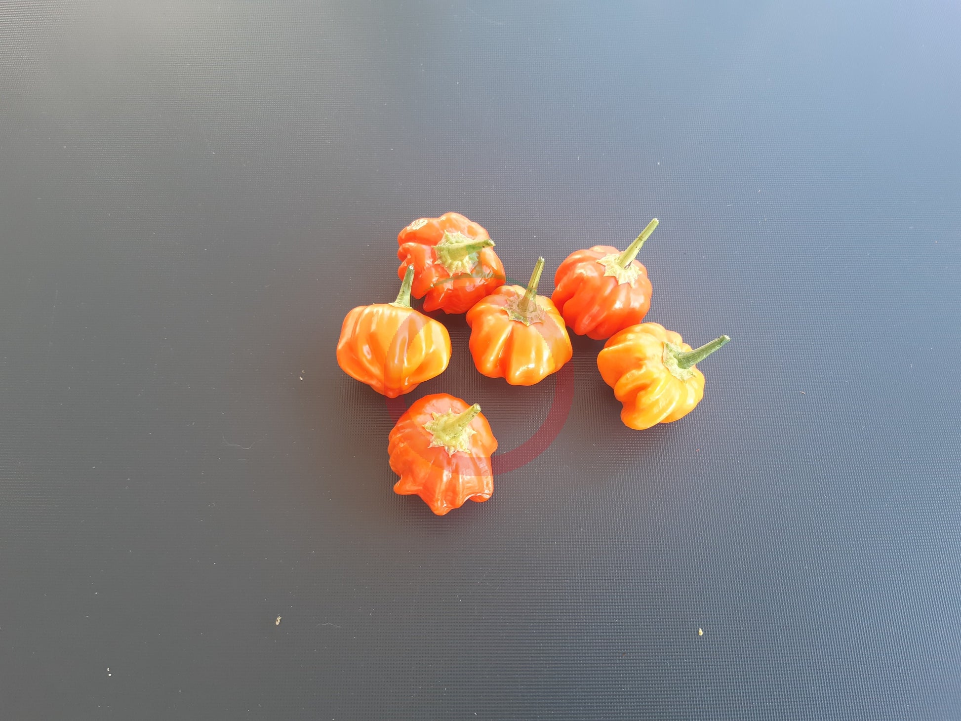 Brazilian Starfish Orange DER TOMATENFLÜSTERER
