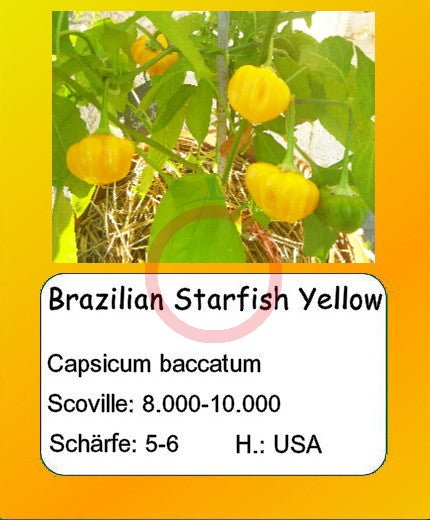 Brazilian Starfish Yellow DER TOMATENFLÜSTERER