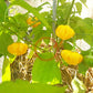 Brazilian Starfish Yellow DER TOMATENFLÜSTERER