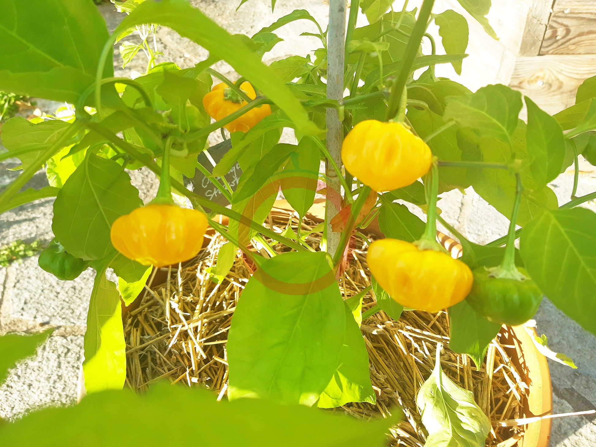 Brazilian Starfish Yellow DER TOMATENFLÜSTERER