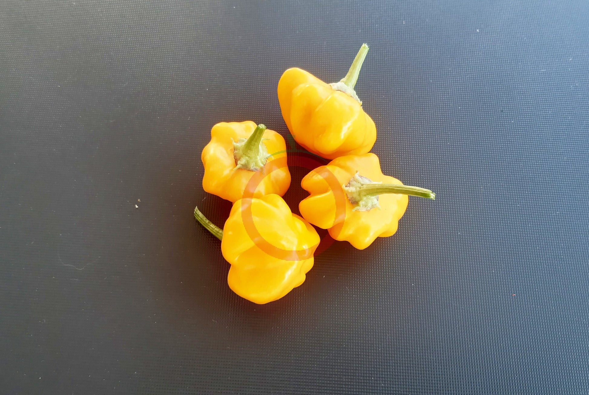 Brazilian Starfish Yellow DER TOMATENFLÜSTERER