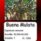 Buena Mulata DER TOMATENFLÜSTERER