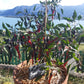 Buena Mulata DER TOMATENFLÜSTERER