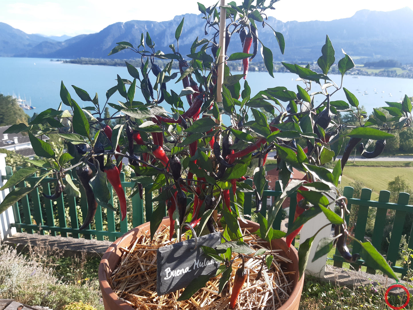Buena Mulata DER TOMATENFLÜSTERER
