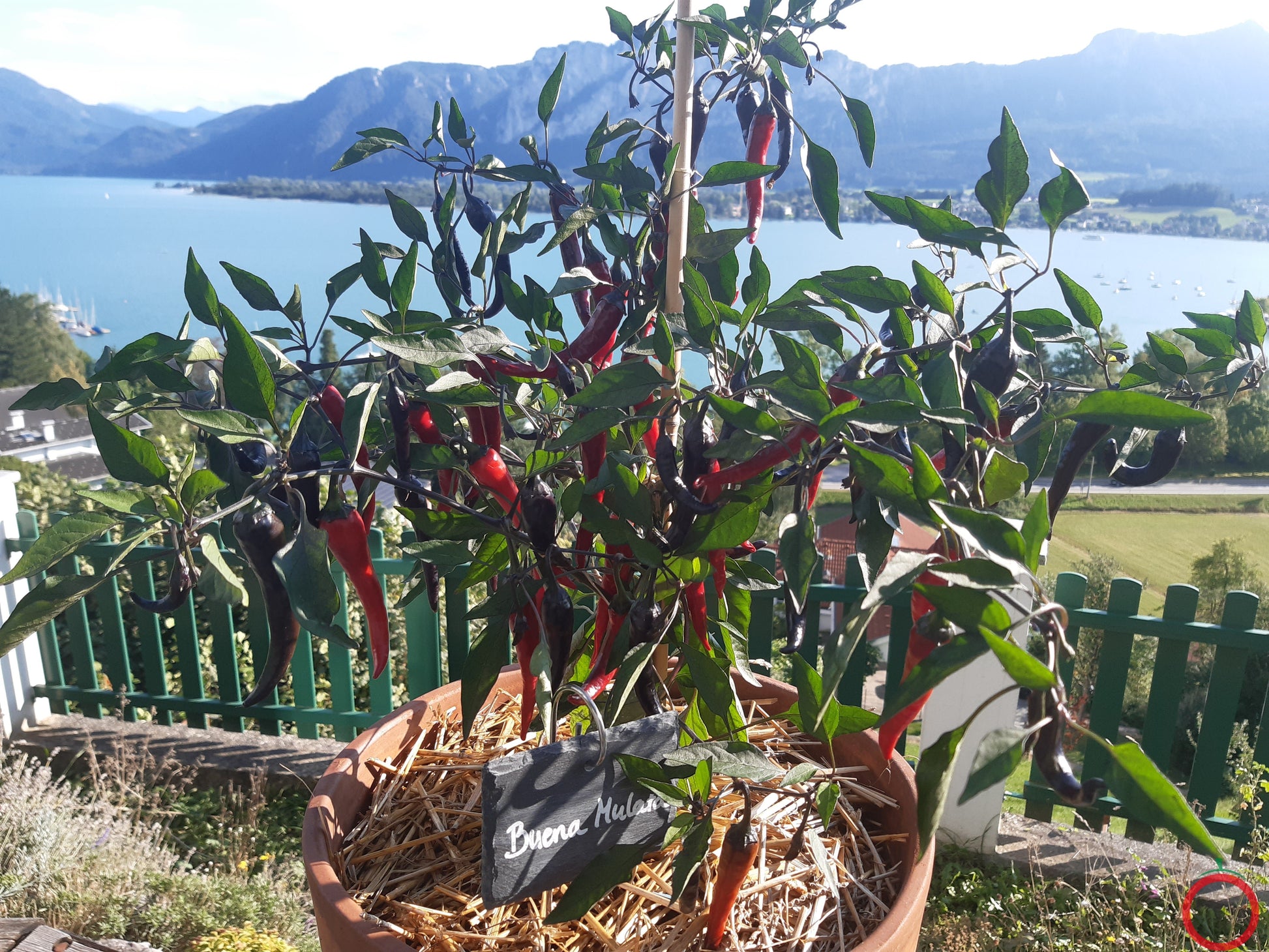 Buena Mulata DER TOMATENFLÜSTERER