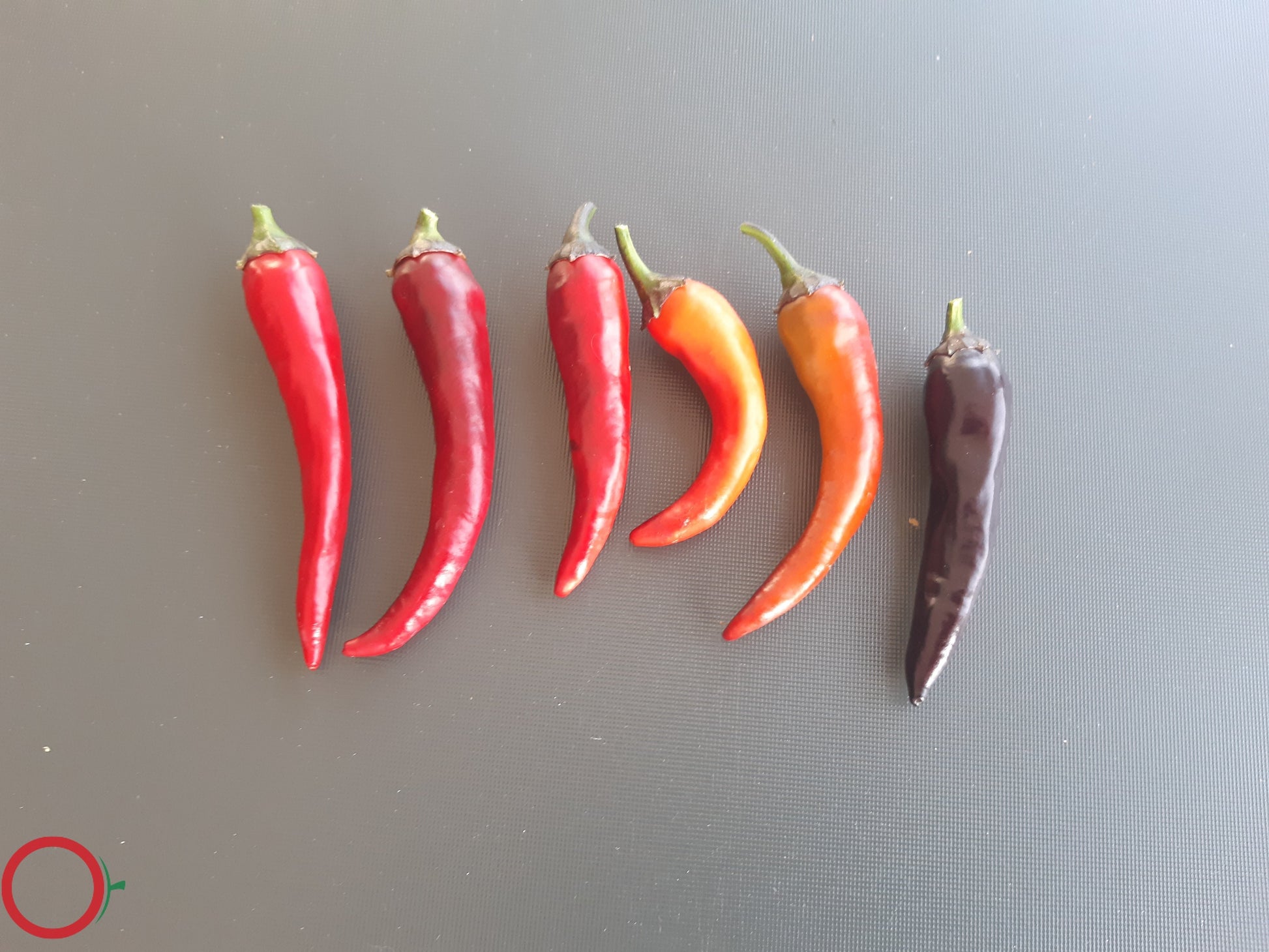Buena Mulata DER TOMATENFLÜSTERER