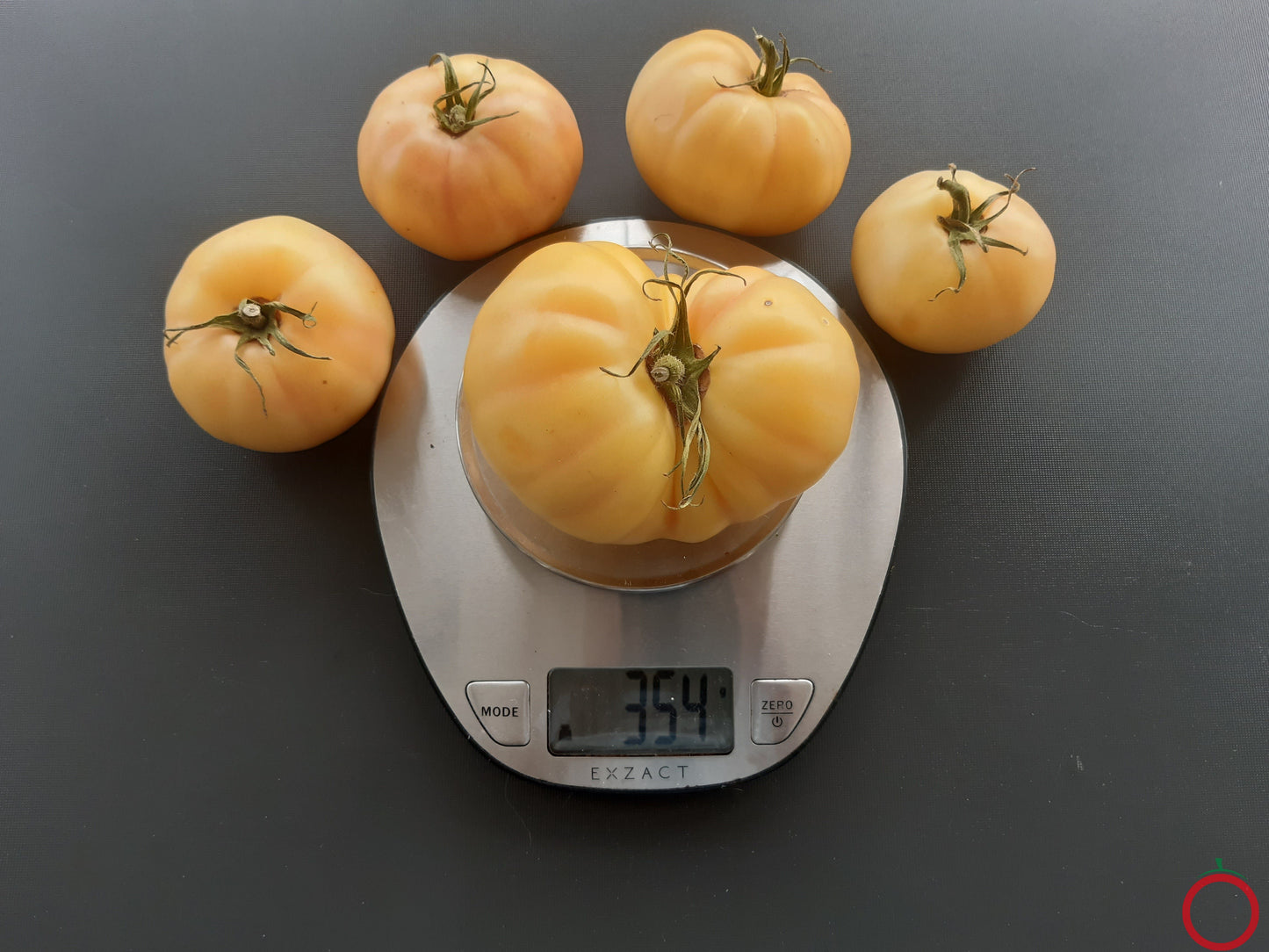 Bugtussle Buttermilk Wonder DER TOMATENFLÜSTERER