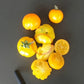 Bundevice DER TOMATENFLÜSTERER