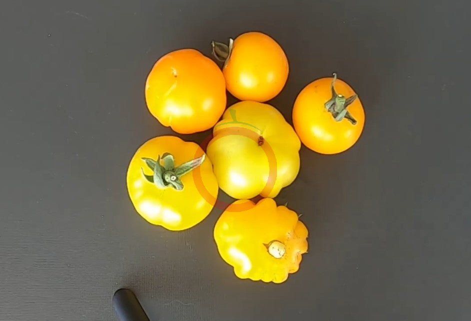 Bundevice DER TOMATENFLÜSTERER