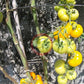 Bundevice DER TOMATENFLÜSTERER