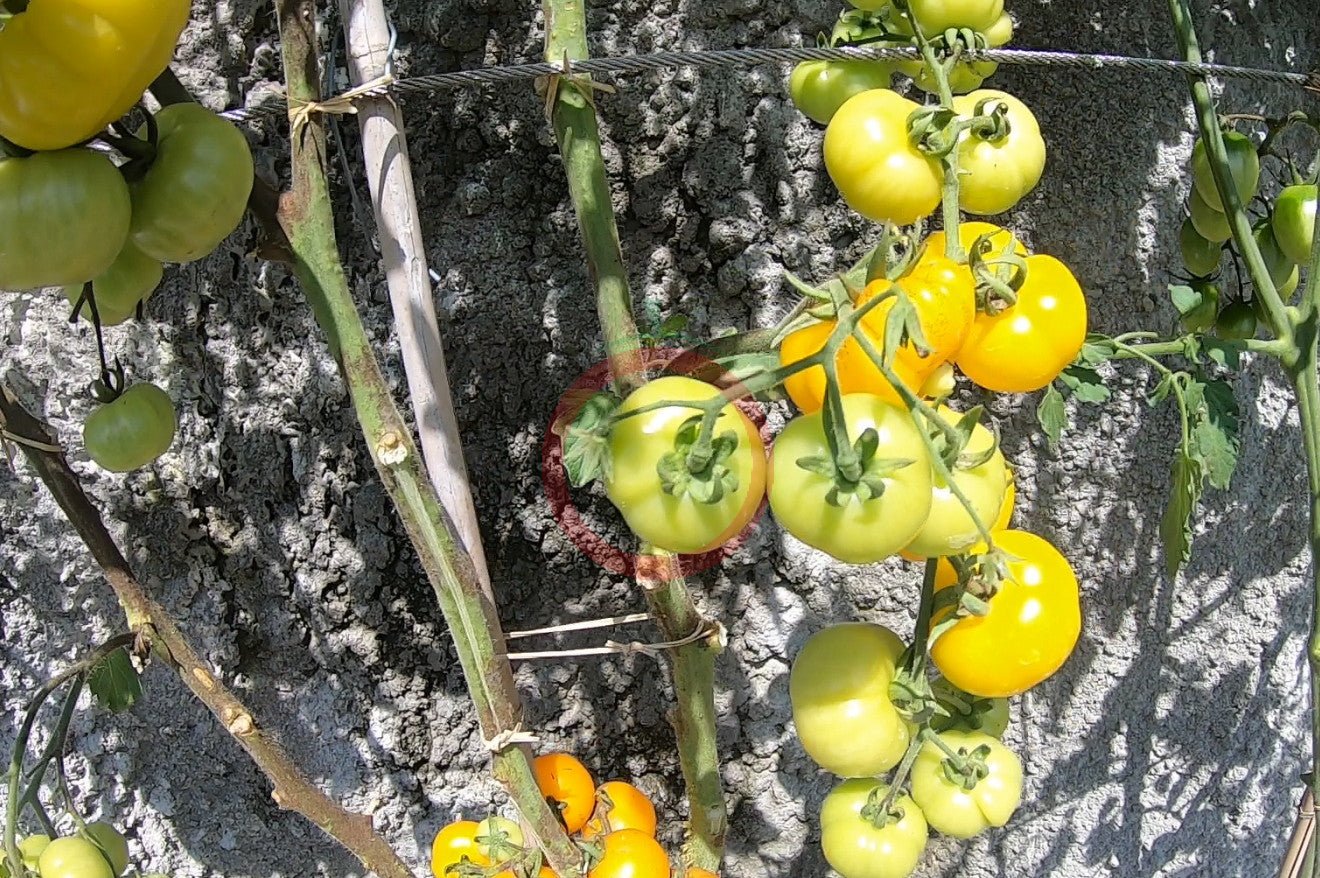 Bundevice DER TOMATENFLÜSTERER