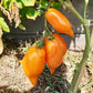 Buratino DER TOMATENFLÜSTERER