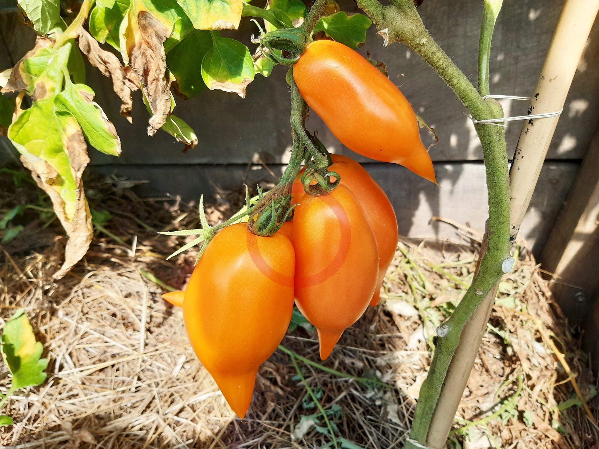 Buratino DER TOMATENFLÜSTERER