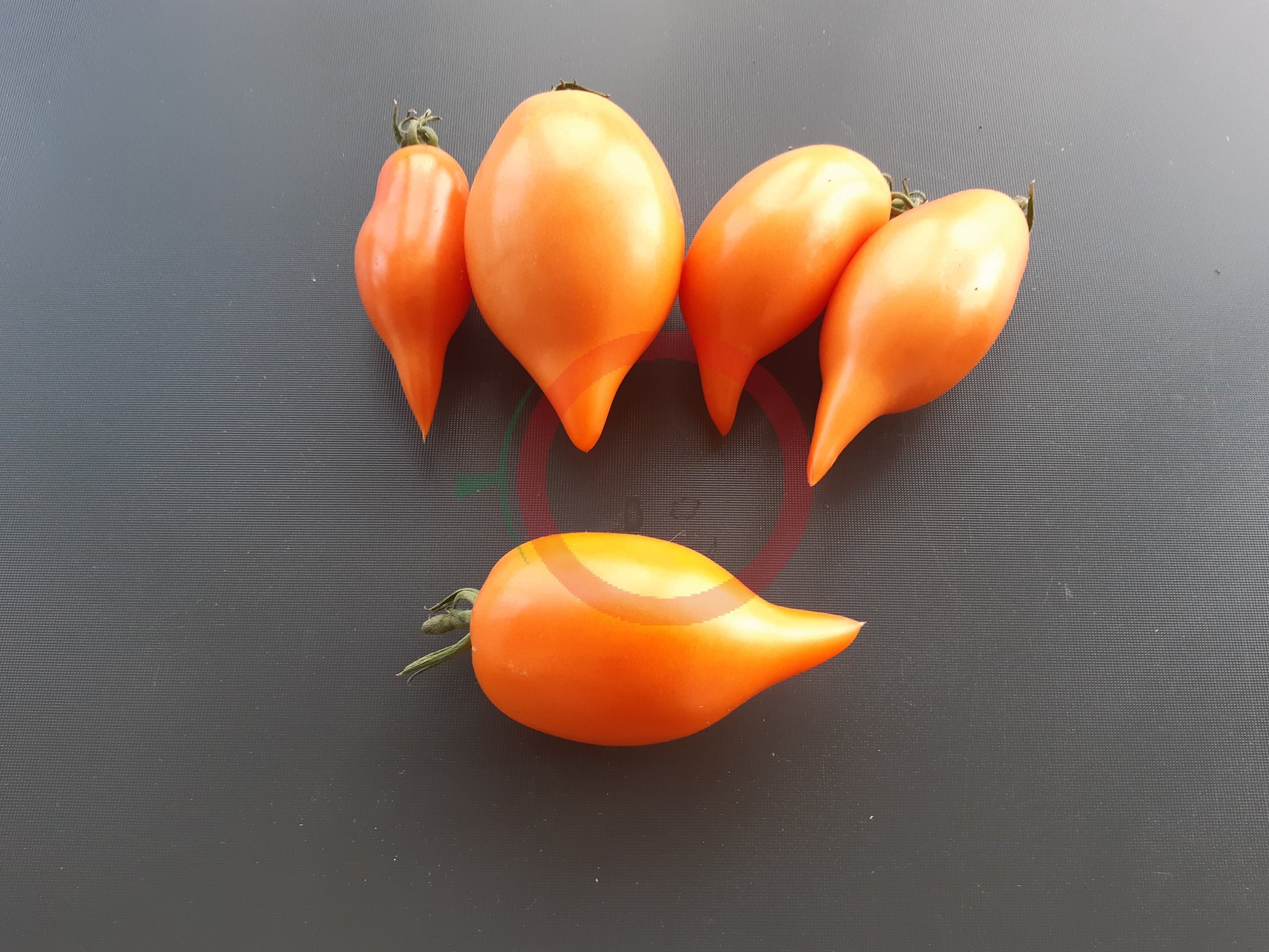 Buratino DER TOMATENFLÜSTERER