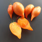 Buratino DER TOMATENFLÜSTERER