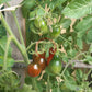Cafe Bule DER TOMATENFLÜSTERER