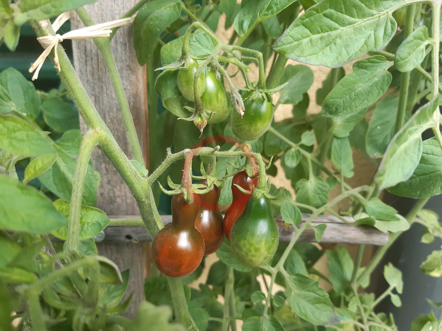 Cafe Bule DER TOMATENFLÜSTERER