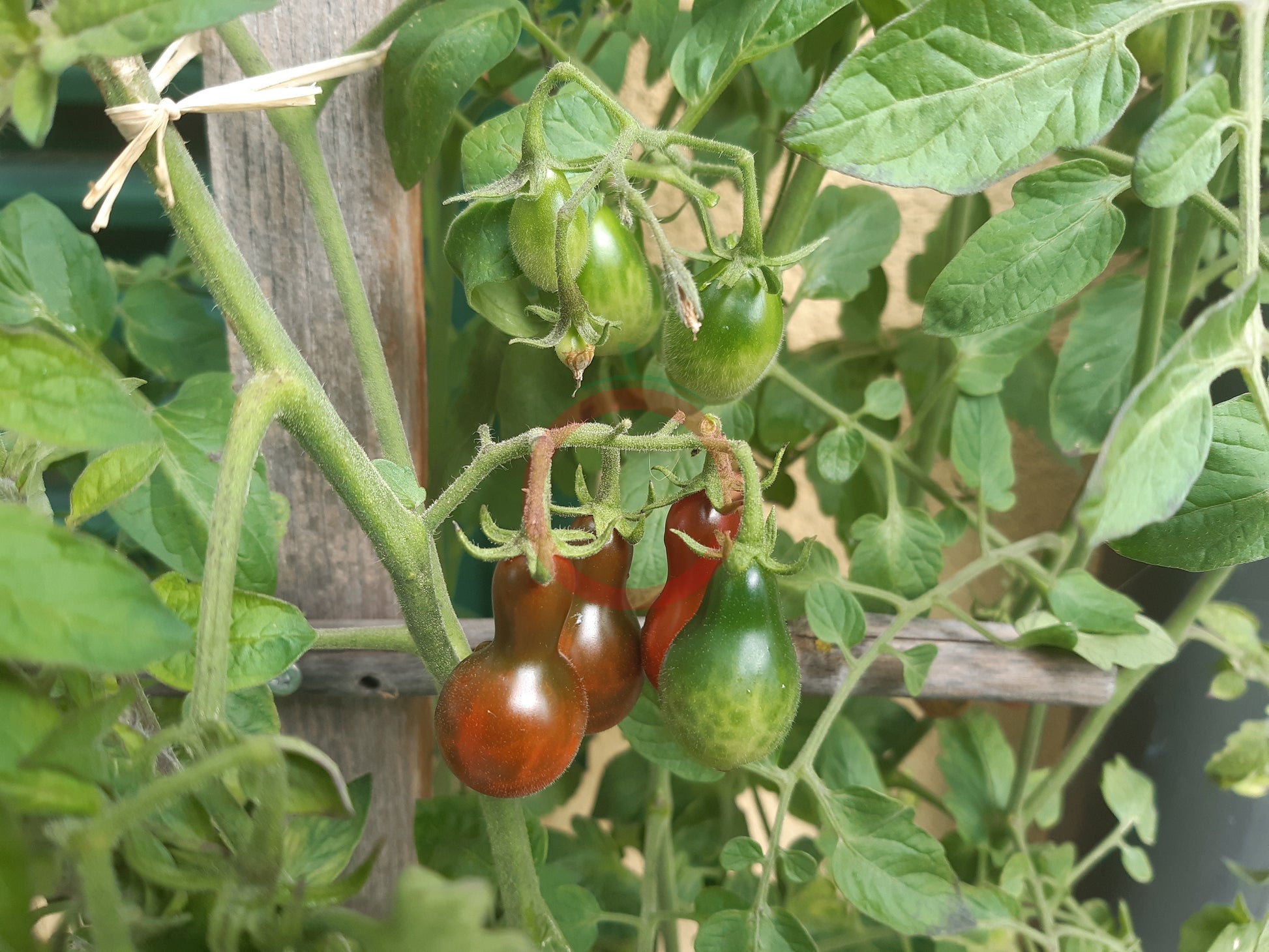 Cafe Bule DER TOMATENFLÜSTERER