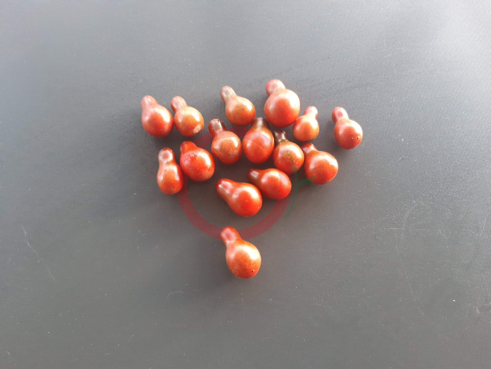 Cafe Bule DER TOMATENFLÜSTERER