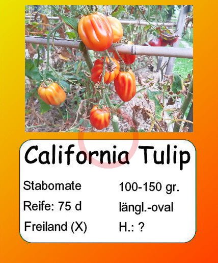 California Tulip DER TOMATENFLÜSTERER