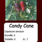 Candy Cane DER TOMATENFLÜSTERER