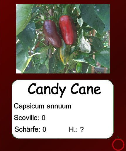 Candy Cane DER TOMATENFLÜSTERER