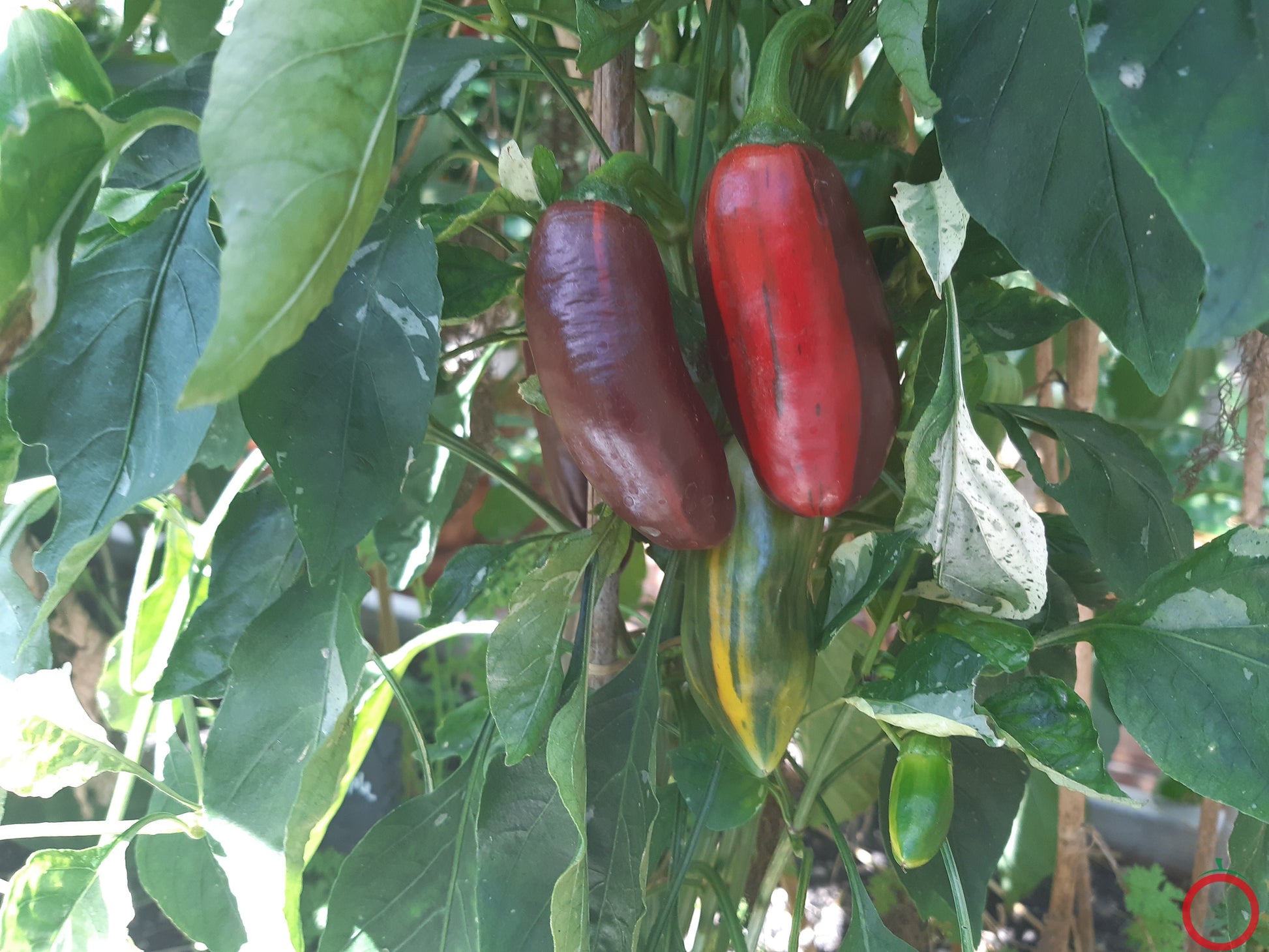 Candy Cane DER TOMATENFLÜSTERER