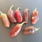 Candy Cane DER TOMATENFLÜSTERER