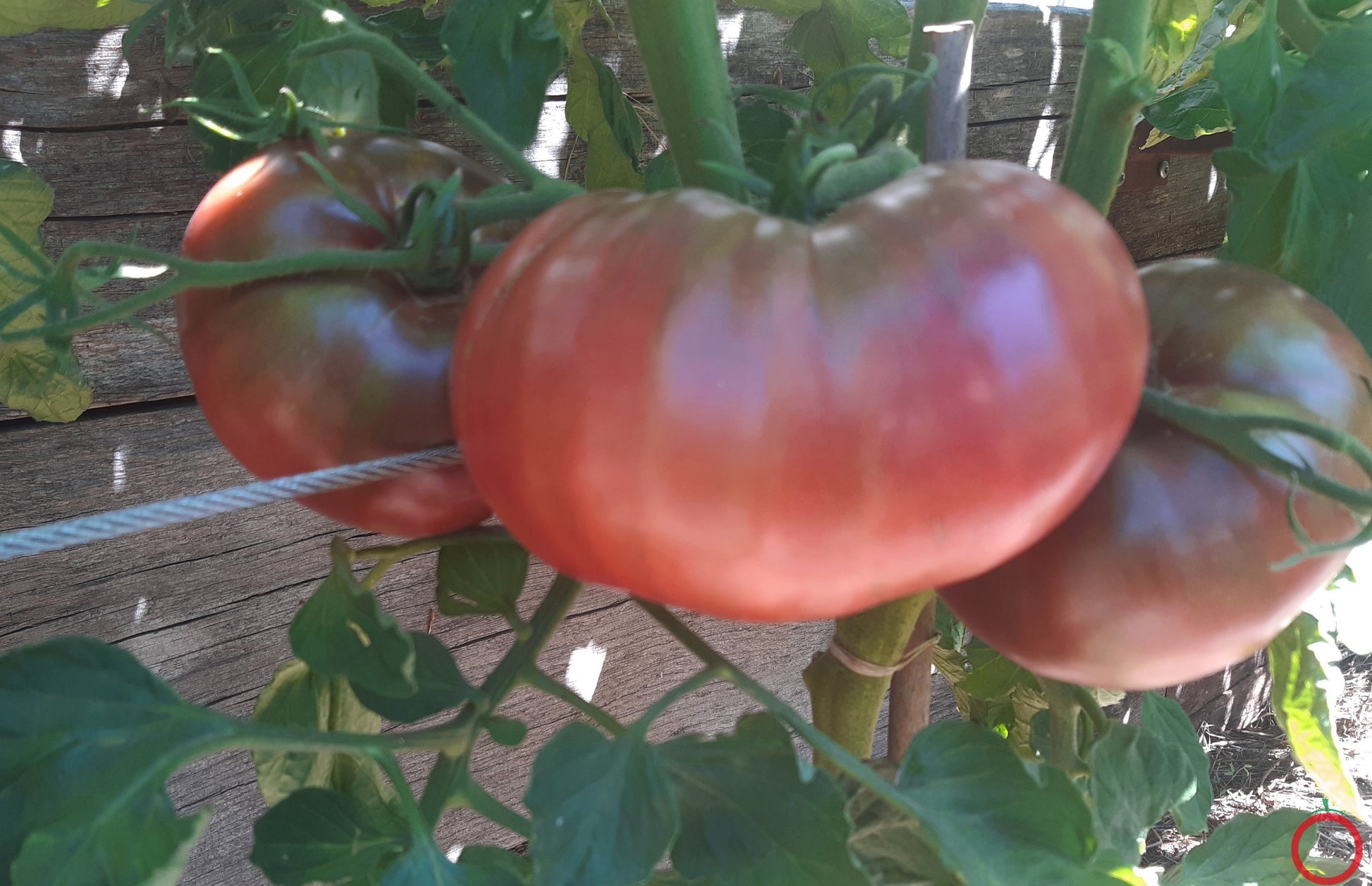Cherokee Chocolate DER TOMATENFLÜSTERER
