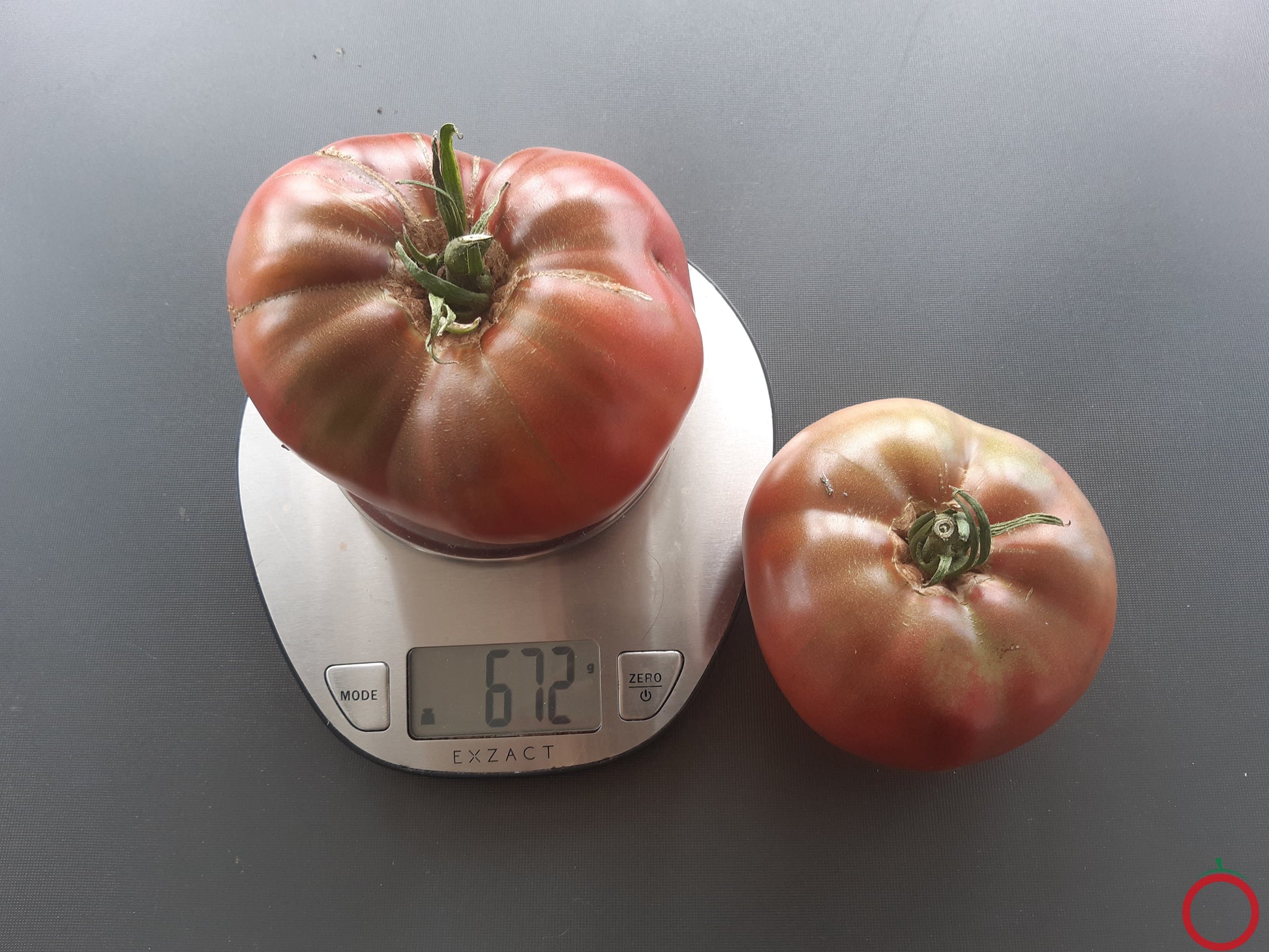 Cherokee Chocolate DER TOMATENFLÜSTERER