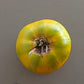 Cherokee Green DER TOMATENFLÜSTERER