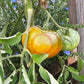 Cherokee Green DER TOMATENFLÜSTERER