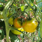 Cherokee Green DER TOMATENFLÜSTERER