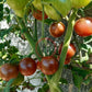 Cherokee Purple Cherry DER TOMATENFLÜSTERER