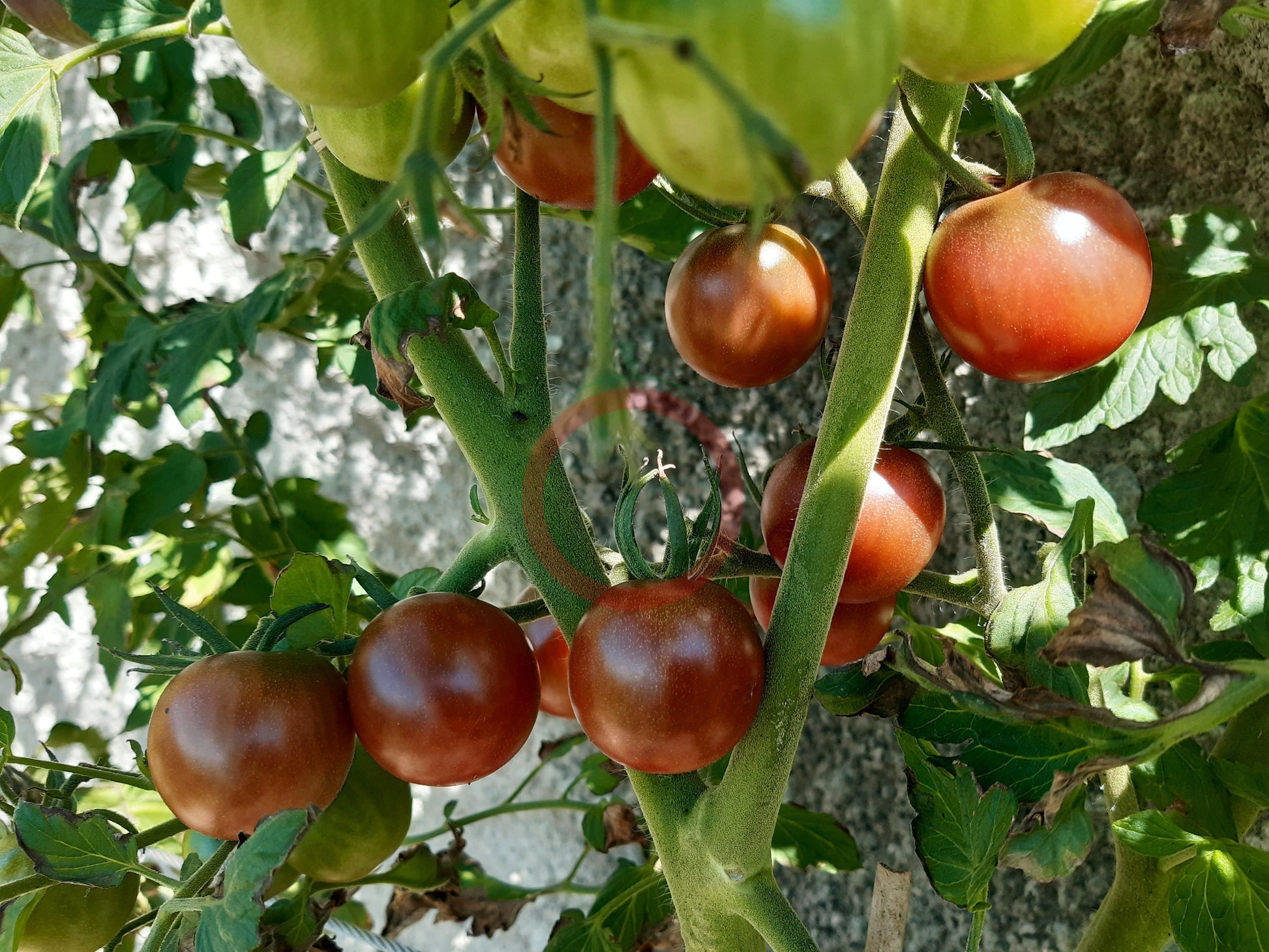 Cherokee Purple Cherry DER TOMATENFLÜSTERER