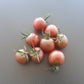 Cherokee Purple Cherry DER TOMATENFLÜSTERER