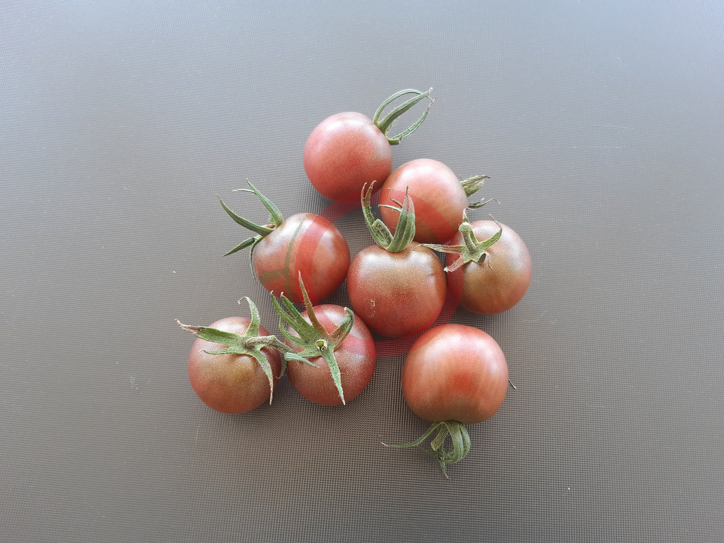 Cherokee Purple Cherry DER TOMATENFLÜSTERER