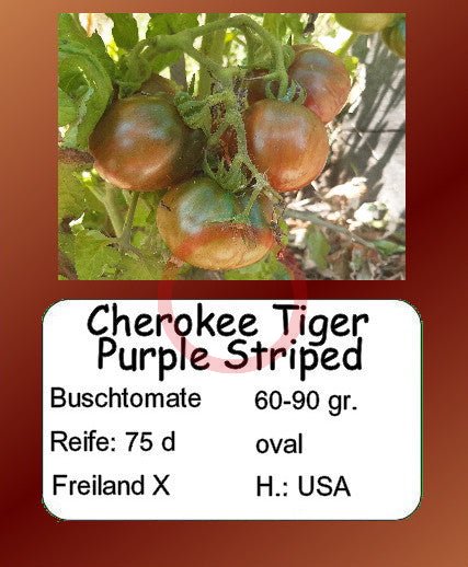 Cherokee Tiger Purple Striped DER TOMATENFLÜSTERER