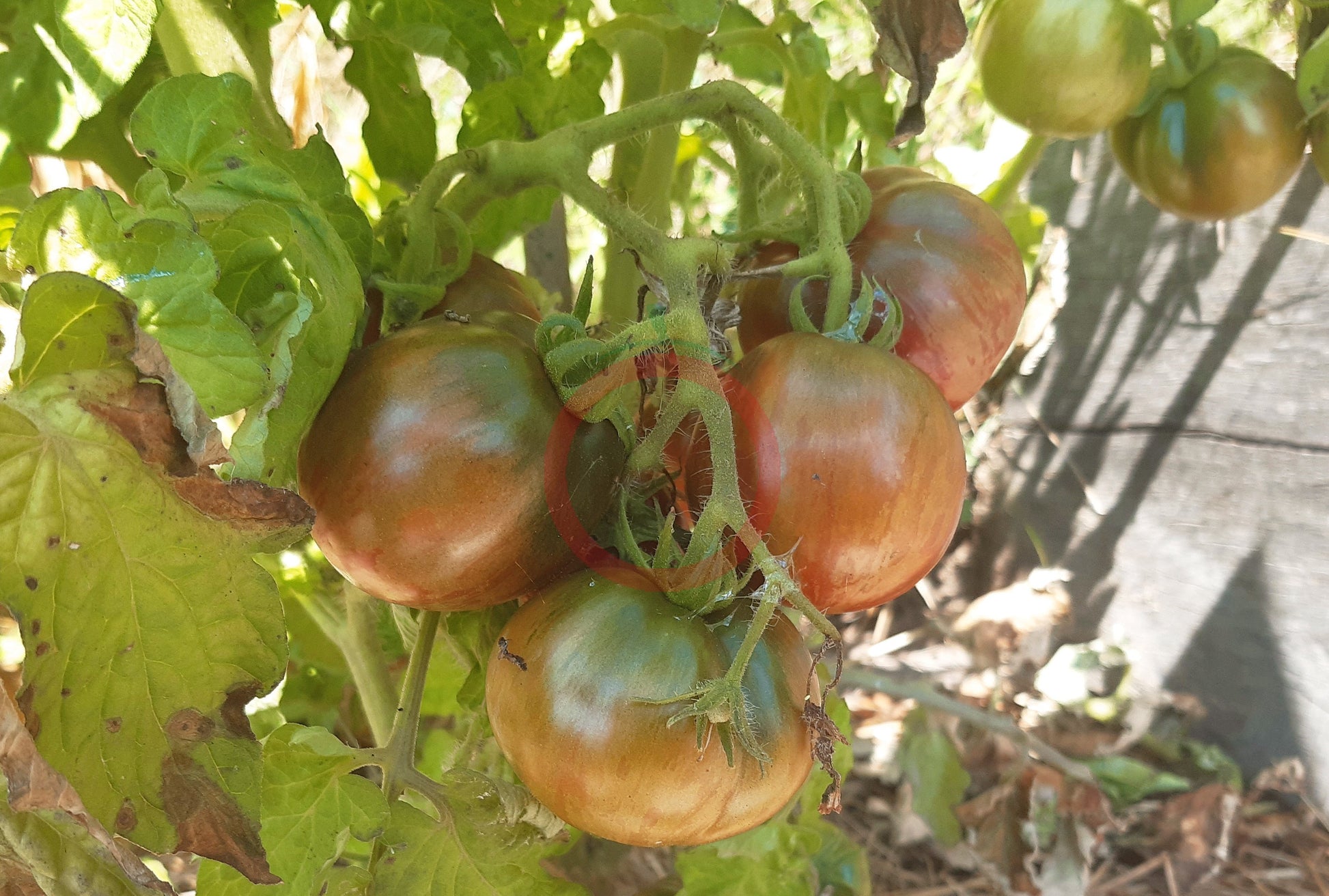 Cherokee Tiger Purple Striped DER TOMATENFLÜSTERER