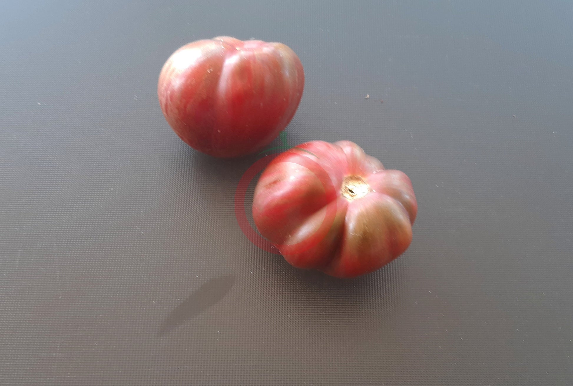 Cherokee Tiger Purple Striped DER TOMATENFLÜSTERER