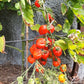 Cherry Accordeon DER TOMATENFLÜSTERER