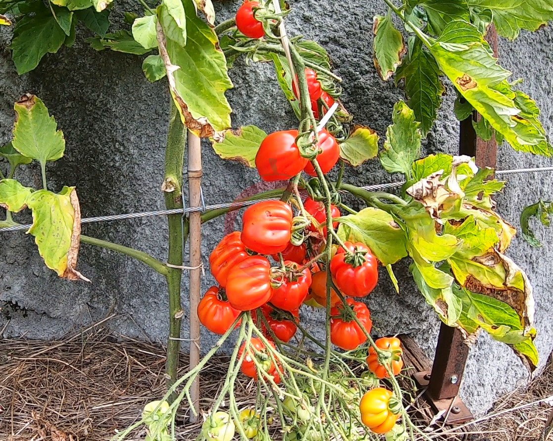 Cherry Accordeon DER TOMATENFLÜSTERER