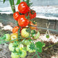 Cherry Accordeon DER TOMATENFLÜSTERER