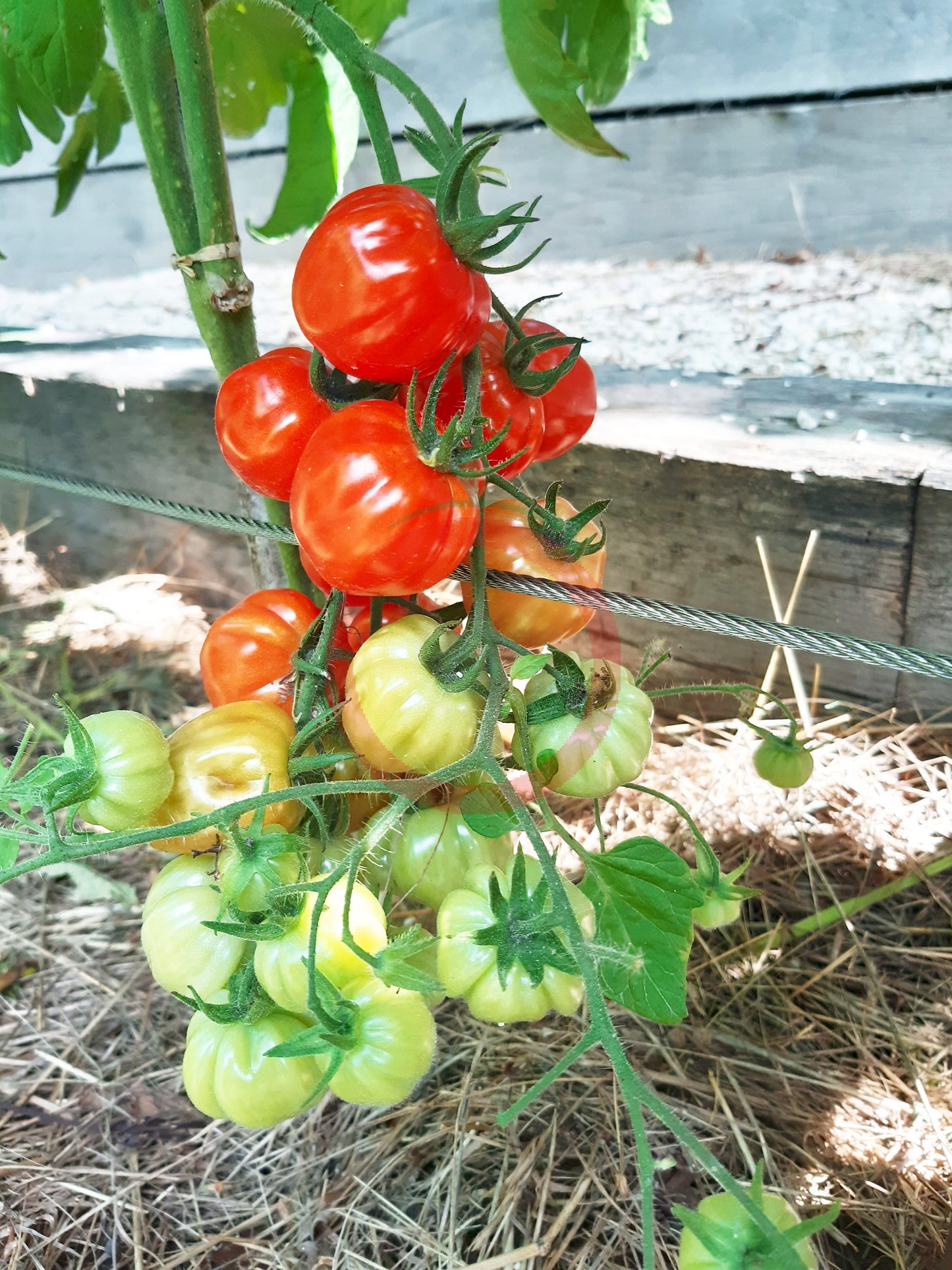 Cherry Accordeon DER TOMATENFLÜSTERER